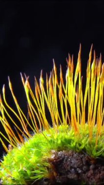 Mor yosun (Ceratodon purpureus), yosun sporophyte ve yosun.