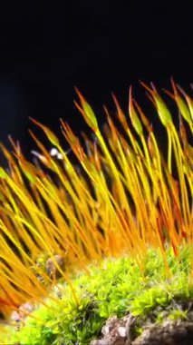 Mor yosun (Ceratodon purpureus), yosun sporophyte ve yosun.