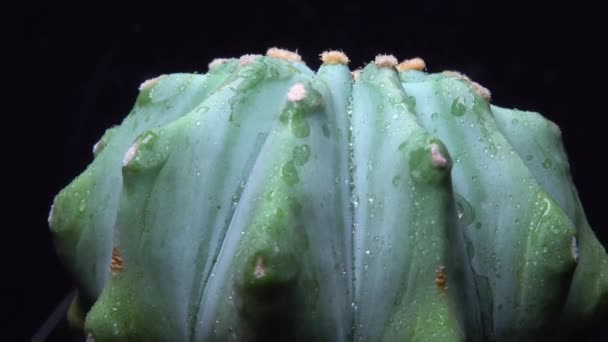 Ferocactus Glaucescens Cactus Succulento Senza Spine Nella Collezione Botanica — Video Stock