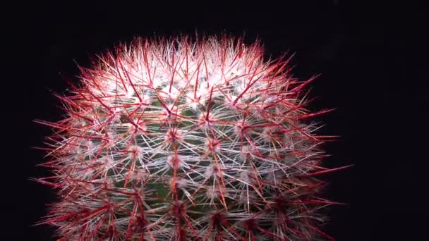 Notocactus Parodia Rutilans Cactus Rotondo Con Spine Rosse Nella Collezione — Video Stock