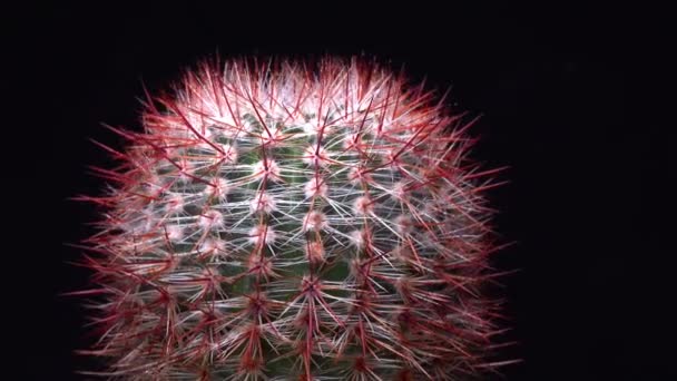 Notocactus Parodia Rutilans Runda Kaktusar Med Röda Ryggar Den Botaniska — Stockvideo
