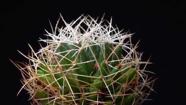 Dolichothele Decipiens Kaktusy Długimi Kręgosłupami Długich Brodawkach Kolekcji Botanicznej — Wideo stockowe