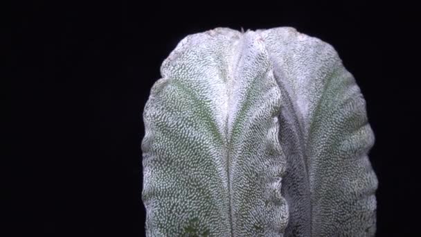 Astrophytum Myriostigma Kaktusy Bez Cierni Kolekcji Botanicznej — Wideo stockowe