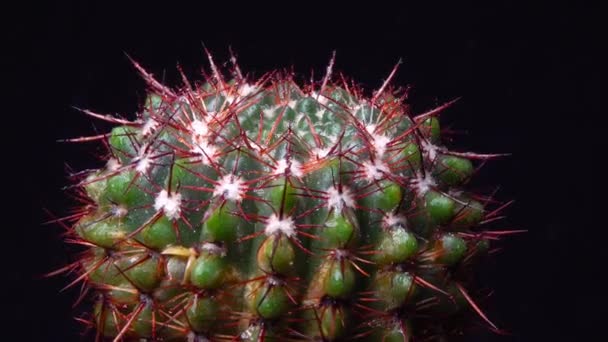 Notocactus Parodia 植物标本中的圆形仙人掌 红色刺 — 图库视频影像