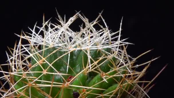 Dolichothele Decipiens Hosszú Gerincű Kaktuszok Hosszú Papillákon Botanikai Gyűjteményben — Stock videók