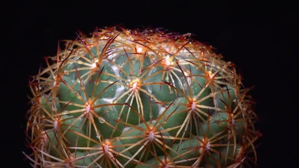 Coryphantha Kerek Tüskés Kaktusz Botanikai Gyűjteményben — Stock videók