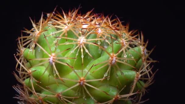 Coryphantha Cactus Redondo Espinoso Colección Botánica — Vídeo de stock