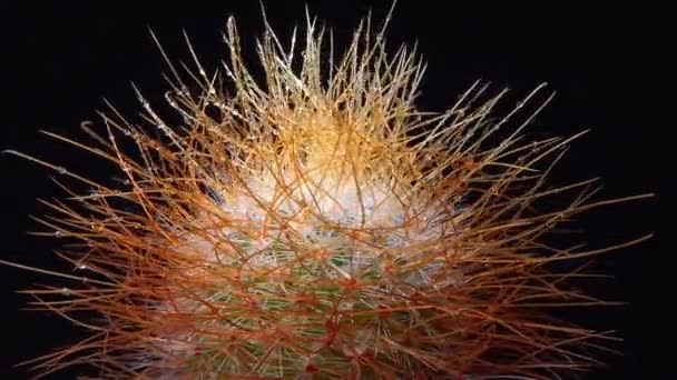 Mammillaria Parkinsonii Kręgosłup Kaktusa Długimi Kręgosłupami Kolekcji Botanicznej — Wideo stockowe