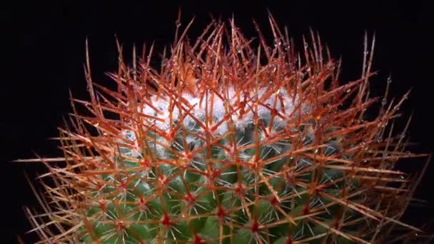 Mammillaria Zbliżenie Kaktusa Kwitnącego Wiosnę Różowymi Kwiatami — Wideo stockowe