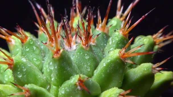 Mammillaria Magnimamma Cactus Spinoso Con Grandi Papille Una Collezione Botanica — Video Stock