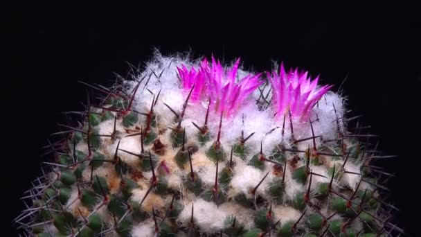 Mammillaria Κοντινό Πλάνο Ενός Κάκτου Που Ανθίζει Ροζ Λουλούδια Την — Αρχείο Βίντεο
