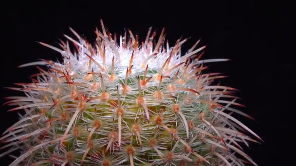 Mammillaria Nahaufnahme Eines Kaktus Mit Rosa Blüten Frühling — Stockvideo