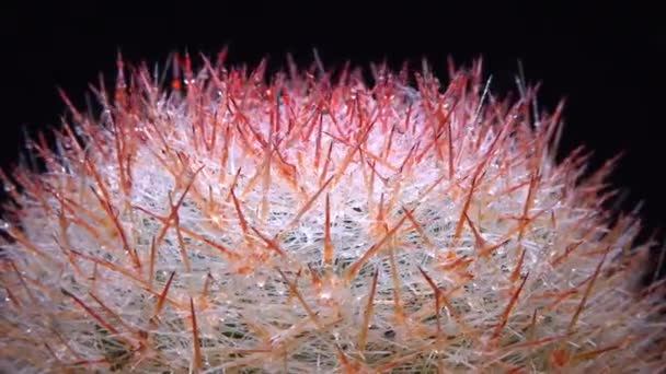 Mammillaria Primo Piano Cactus Che Fiorisce Con Fiori Rosa Primavera — Video Stock