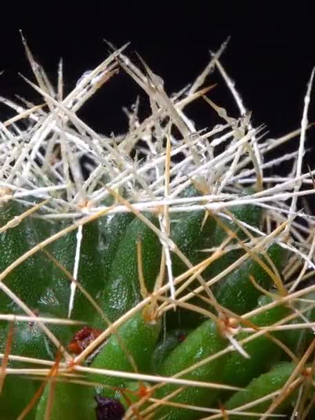 Dolichothele Decipiens Kaktus Med Långa Ryggar Långa Papiller Botanisk Samling — Stockvideo