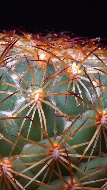 Coryphantha Cactus Redondo Espinoso Colección Botánica — Vídeos de Stock