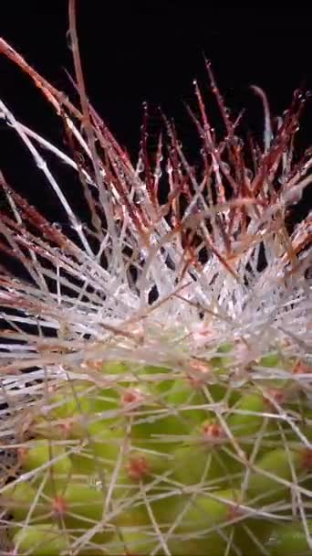 Mammillaria Parkinsonii Cactus Spinoso Con Lunghe Spine Nella Collezione Botanica — Video Stock