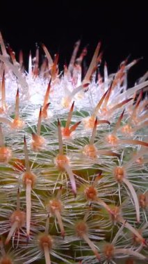 Mammillaria Sp., baharda pembe çiçeklerle açan bir kaktüsün yakın çekimi.