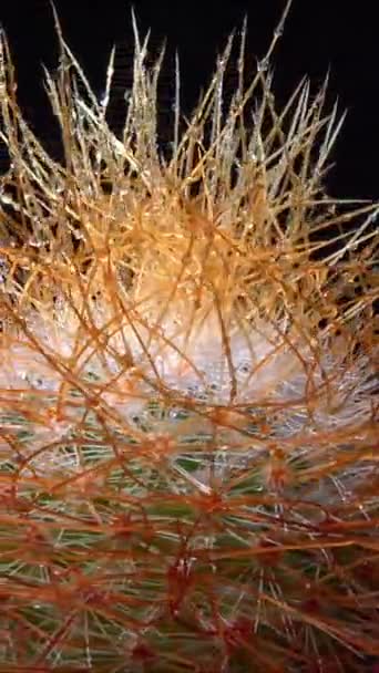 Mammillaria Parkinsonii Κάκτος Ακανθώδης Μακριά Αγκάθια Στη Βοτανική Συλλογή — Αρχείο Βίντεο