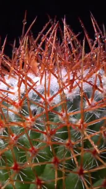 Mammillaria Parkinsonii Колючий Кактус Длинными Шипами Ботанической Коллекции — стоковое видео