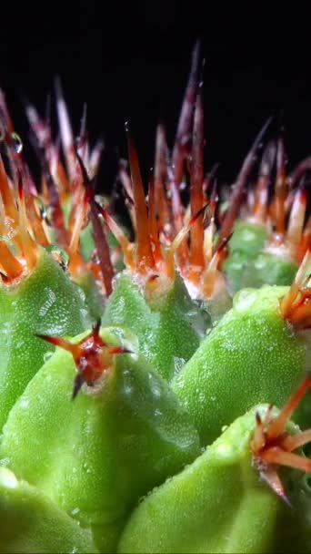 Mammillaria Magnimamma Cactus Espinoso Con Papilas Grandes Una Colección Botánica — Vídeos de Stock