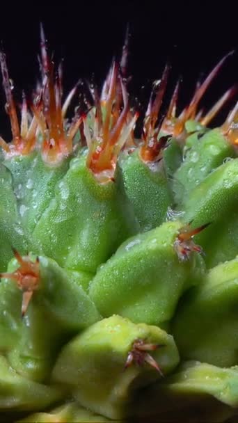 Mammillaria Magnimamma Ostnatý Kaktus Velkými Papily Botanické Sbírce — Stock video