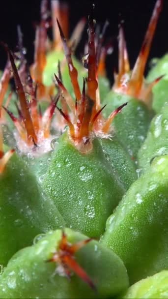 Mammillaria Magnimamma Ostnatý Kaktus Velkými Papily Botanické Sbírce — Stock video