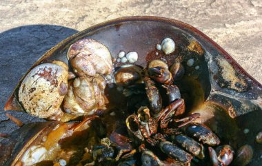 Bir at nalı yengecinin kabuğuna yapışmış yumuşakçalar ve ABD 'nin Brighton Sahili yakınlarındaki kumsalda bir fırtına tarafından kıyıya vurdular.