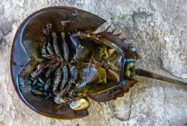 Dişi at nalı yengeci (Limulus polyphemus), Brighton Beach, New York, ABD 'de kumlu bir plajda fırtına tarafından kıyıya vurulan bir hayvan.