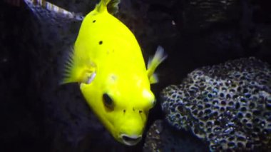 Taşlar arasında tropikal balık (Tetraodontidae) bulunur. Macera Akvaryumu, Camden, New Jersey, ABD 