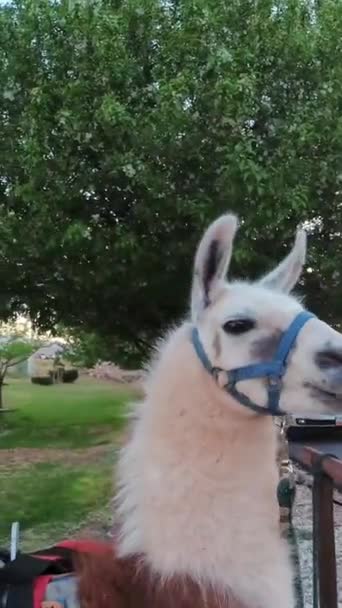 Domestic Pet Llama Used Pack Animal Riding Tourists Wilderness — Stock Video