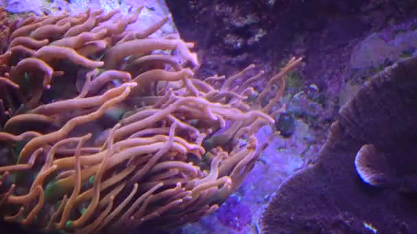 Anemoni Mare Movimento Con Nemo Pesce Pagliaccio Adventure Aquarium Camden — Video Stock