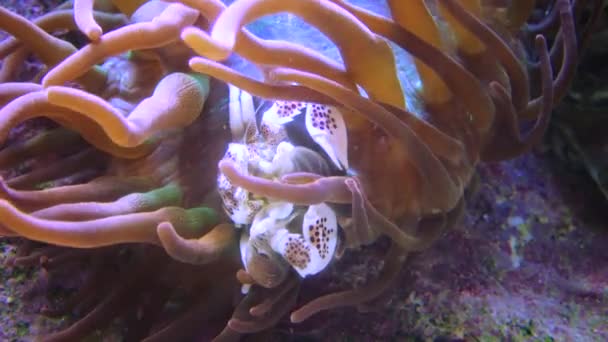 Caranguejo Tropical Esconde Uma Grande Anêmona Marinha Predatória Aquário Aventura — Vídeo de Stock