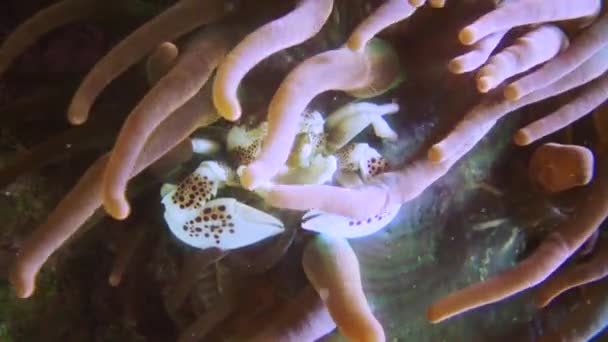 Krab Tropikalny Kryje Się Dużym Drapieżnym Anemonie Morskim Adventure Aquarium — Wideo stockowe