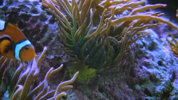 Ocellaris Clownfish Amphiprion Ocellaris Adventure Aquarium Camden New Jersey — Stock video
