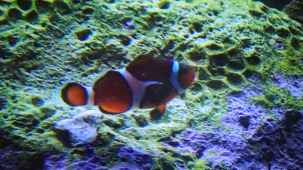 Clown Fish Anemonfish Amphiprion Ocellaris Swim Tentacles Anemones Symbiosis Fish — стоковое видео