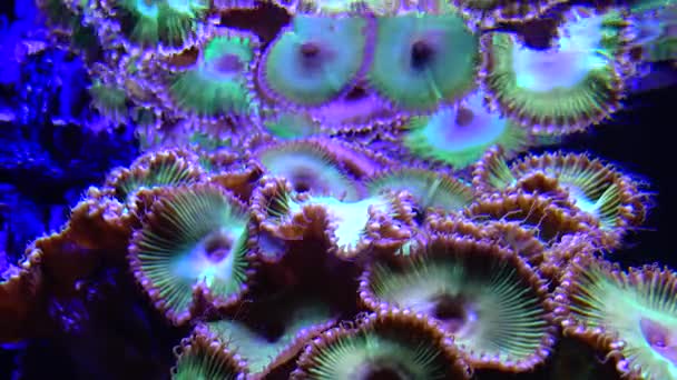 줄무늬 Polyp Zoanthus 바닷물 미국의 흔들리는 다채로운 — 비디오