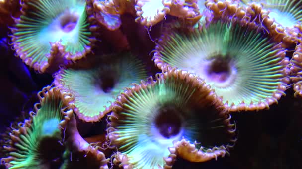 グリーンホワイトストライプポリープ Zoanthus 海水の下で揺れている多彩なボタン サンゴ — ストック動画