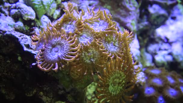 Yeşil Beyaz Çizgili Polyp Zoanthus Deniz Suyunun Altında Sallanan Renkli — Stok video