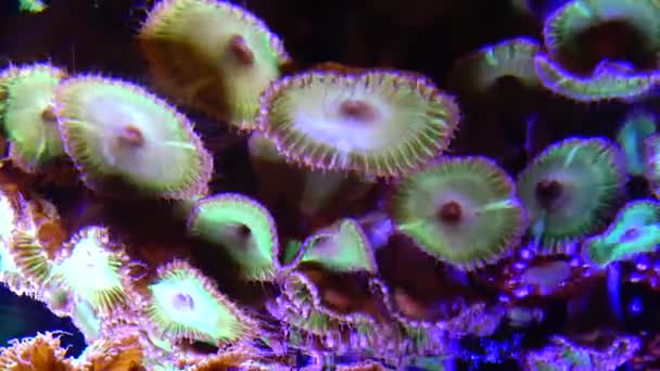Peixes Palhaço Anemonefish Amphiprion Ocellaris Nadam Entre Tentáculos Anêmonas Simbiose — Vídeo de Stock