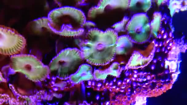 アネモネの触手 魚とアネモネの共生の間で泳ぐクラウン魚 アネメフィッシュ Amphiprion Ocellaris — ストック動画