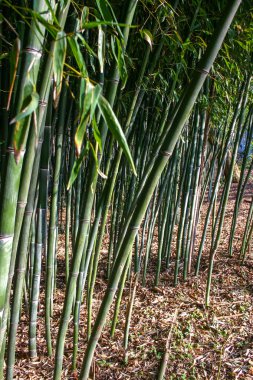 New Jersey, ABD banliyölerinde bambu çalılıkları