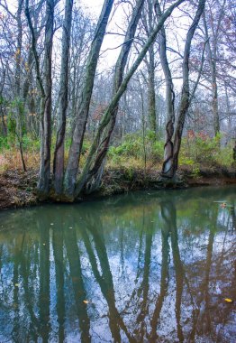 Halka açık bir parkta sonbahar ormanı, küçük bir nehir boyunca büyüyen yaşlı ağaçlar New Jersey, ABD 'de suya düşüyor.