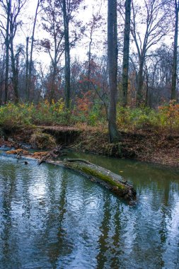Halka açık bir parkta sonbahar ormanı, küçük bir nehir boyunca büyüyen yaşlı ağaçlar New Jersey, ABD 'de suya düşüyor.