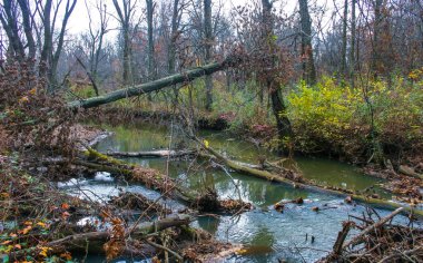 Halka açık bir parkta sonbahar ormanı, küçük bir nehir boyunca büyüyen yaşlı ağaçlar New Jersey, ABD 'de suya düşüyor.
