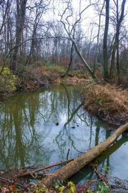 Halka açık bir parkta sonbahar ormanı, küçük bir nehir boyunca büyüyen yaşlı ağaçlar New Jersey, ABD 'de suya düşüyor.
