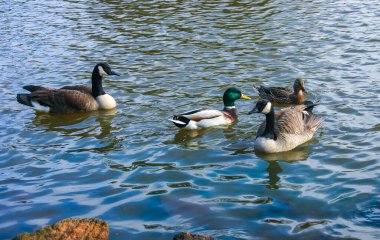 Kanada kazları (Branta canadensis) göl kıyısında. Vahşi kazlar Pete Sensi Parkı, NJ, ABD 'de yüzer.