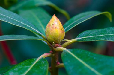 Ağaç, çiçek tomurcuk yeşil yaprakları arasında açılmamış çiçek