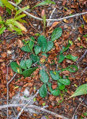 Dikenli Armut (Opuntia humifusa) - donmaya dayanıklı kaktüs türü, yerde sürünerek, Island Beach State Park