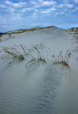 Tuza dayanıklı ve kuraklığa dayanıklı bitki örtüsü. Atlantik kıyısı boyunca uzanan kum tepelerine serpiştirilmiş. Island Beach State Park, NJ