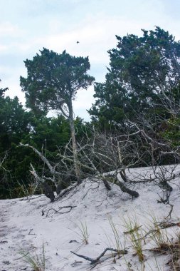 Okyanusun kumlu sahilindeki kum tepelerindeki kuru ağaçlar, Island Beach State Park